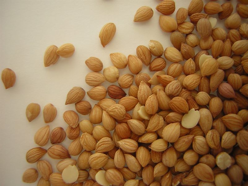 mahlep e commodity bazaar