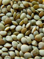 Lentils / DEMO