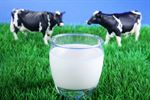 Cow Milk /DEMO