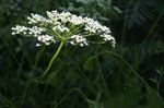 Aniseed