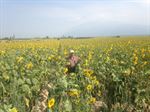 Raw sunflower