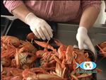 CRAYFISH