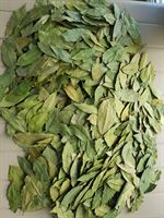 DEFNE YAPRAĞI / LAUREL LEAVES / BAY LEAF