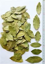 DEFNE YAPRAĞI / LAUREL LEAVES / BAY LEAF