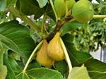 Dried Figs