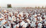 Aegean Cotton