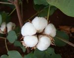 Aegean Cotton