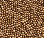 Green and Yellow Peases