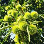 Chestnuts