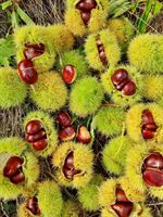 Chestnut