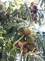 Chestnut