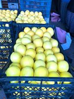 LEMON (MUAYYER, BARNED, ENTERDONATE)