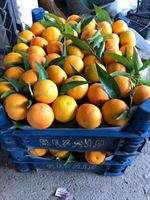 MANDARIN