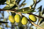 OLIVURLA Organic Extra Virgin Olive oil