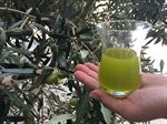 OLIVURLA Organic Extra Virgin Olive oil