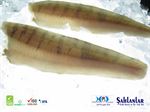 PIKE PERCH (Zander)