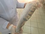 PIKE PERCH (Zander)