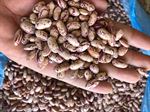 Pinto Beans