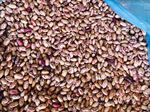 Pinto Beans