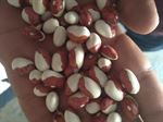 Pinto Beans