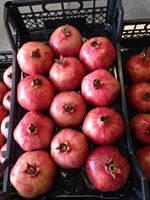 Pomegrante