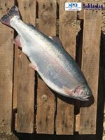 Rainbow Trout