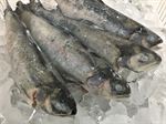 RAINBOW TROUT - 200 - 350gr