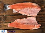 Rainbow Trout