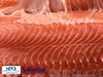 Rainbow Trout