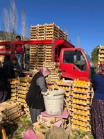 TRABZON HURMASI