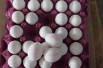 FRESH WHITE EGGS